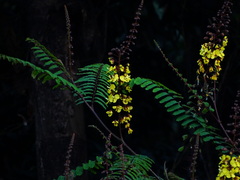 Hultholia mimosoides