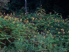 Hultholia mimosoides