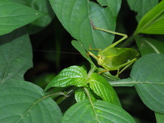 Ruidocollaris truncatolobata