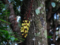 Hultholia mimosoides