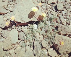 Leucanthemopsis pectinata