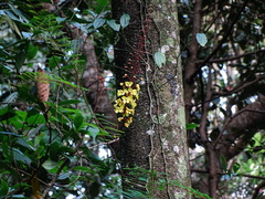 Hultholia mimosoides