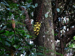 Hultholia mimosoides