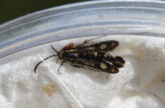 Chamaesphecia empiformis