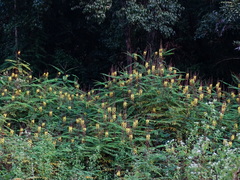 Hultholia mimosoides