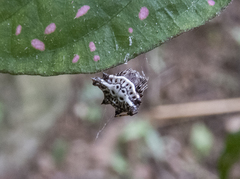 Gasteracantha unguifera