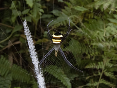 Argiope caesarea