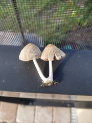 Coprinellus arenicola