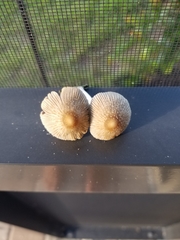 Coprinellus arenicola