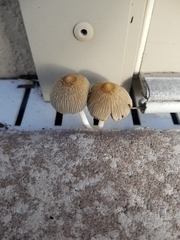 Coprinellus arenicola