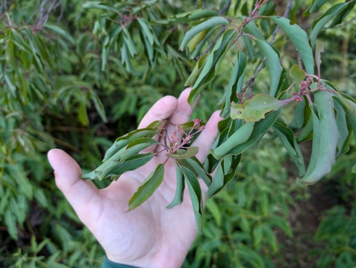 Image of Santalum freycinetianum by (c) Damien Wallace, some rights reserved (CC BY)