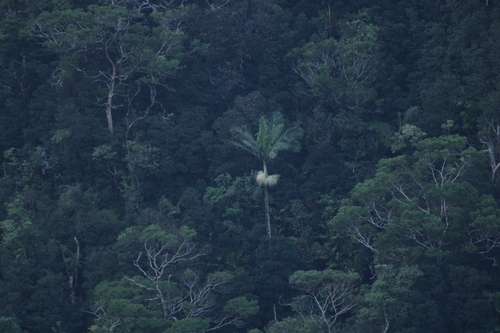 Foto de Palmeira-real-australiana
