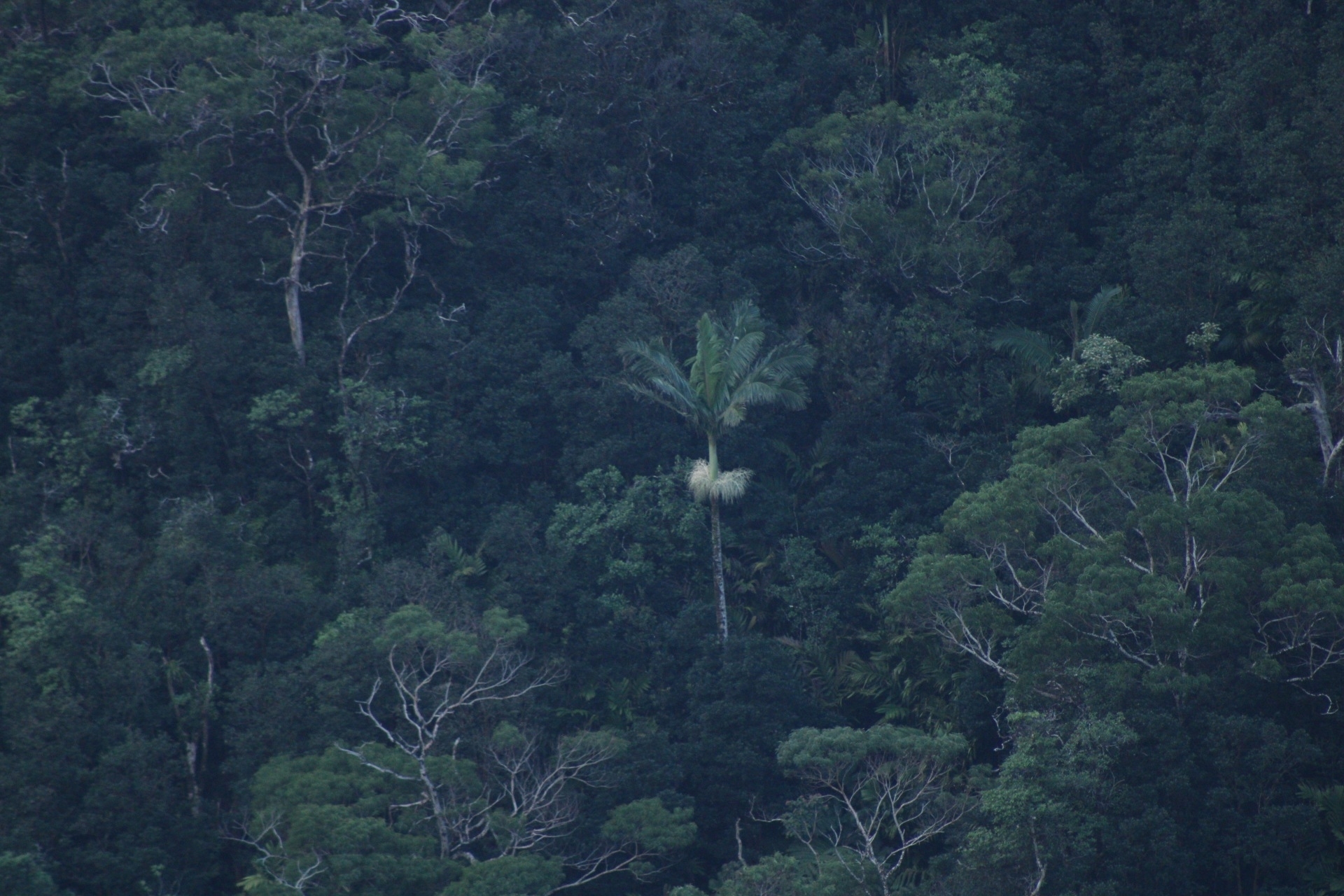 Imagem de Palmeira-real-australiana