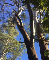 Eucalyptus grandis