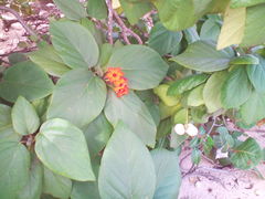 Cordia sebestena