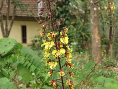 Hultholia mimosoides