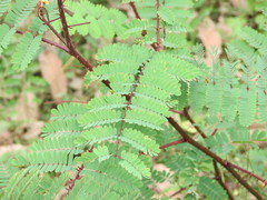 Hultholia mimosoides