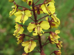 Hultholia mimosoides