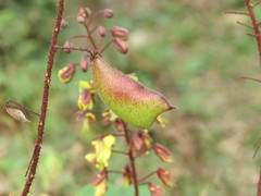 Hultholia mimosoides