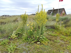 Verbascum speciosum