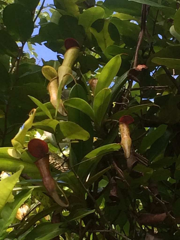 Nepenthes pervillei, Seychelles