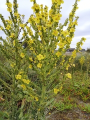 Verbascum speciosum
