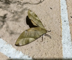 Clanis bilineata
