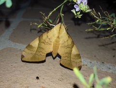 Clanis bilineata