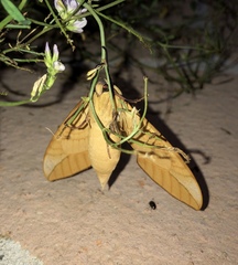 Clanis bilineata