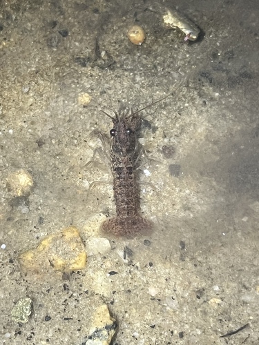 Cedar Creek Crayfish