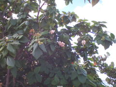 Cordia sebestena