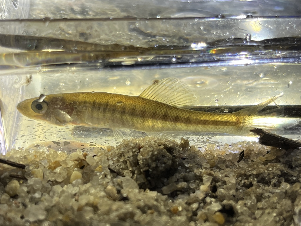 Waccamaw killifish (Fundulus waccamensis) — Fundulidae