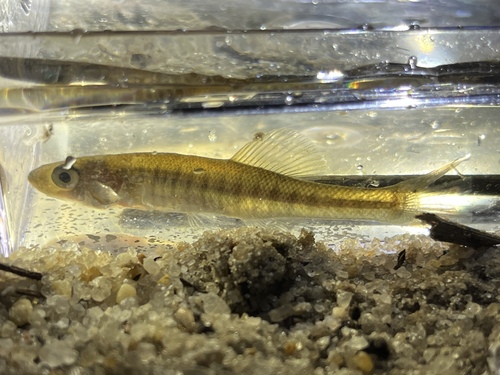 Waccamaw killifish (Fundulus waccamensis) — Fundulidae
