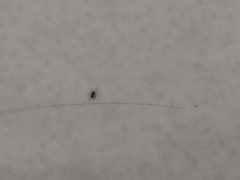 Araneae