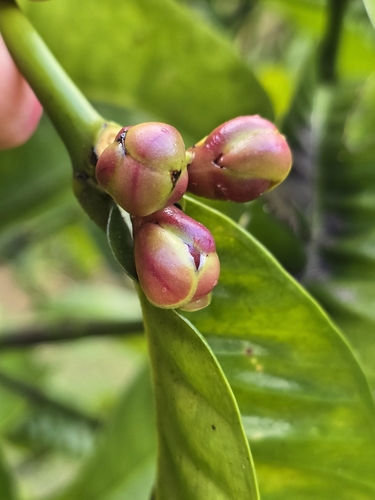 Foto de Mangostão