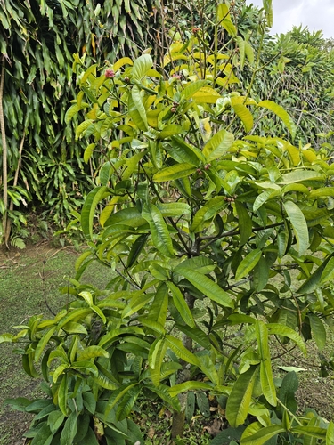 Foto de Mangostão