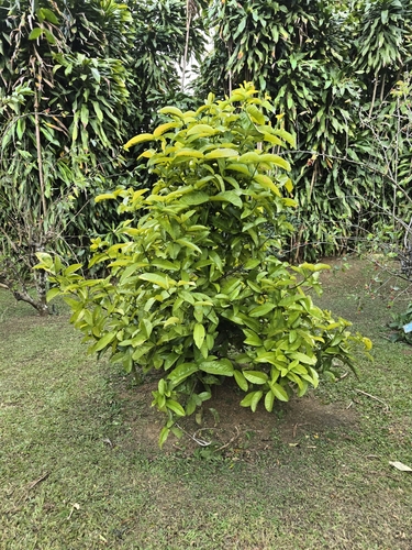 Foto de Mangostão