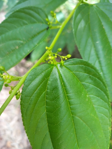 Trema tomentosum observed 2025-01-26