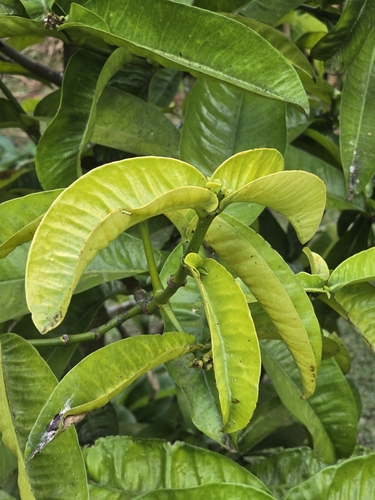 Foto de Mangostão