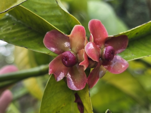 Garcinia mangostana