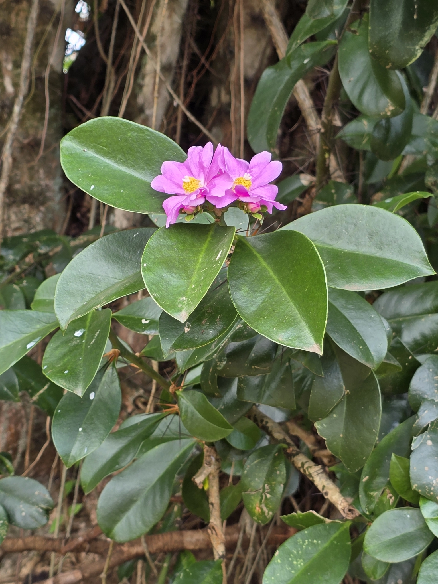 Imagem de Rosa-do-deserto