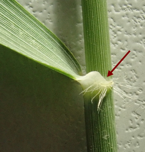 Image of Eragrostis cylindriflora by (c) Ruth Palsson, some rights reserved (CC BY-SA)