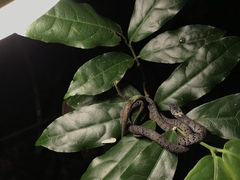 Pareas margaritophorus