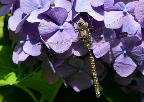 Blue-spotted Hawker photo 2