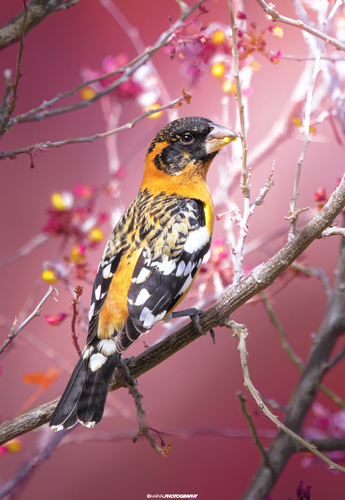 Black-headed Grosbeak (Pheucticus melanocephalus), a lookalike recorded in Oregon