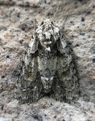 Acronicta modica