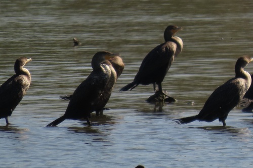 iNaturalist observation photo of Double-crested Cormorant