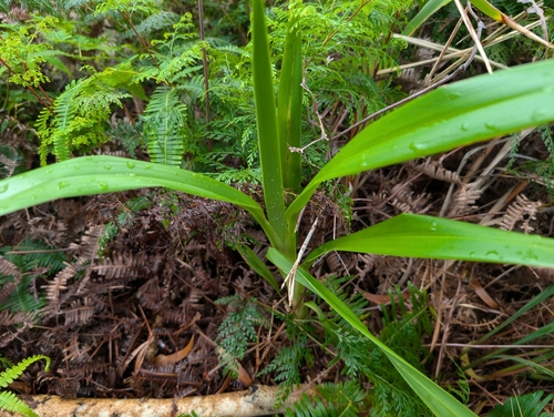 Image of Dianella sandwicensis by (c) Damien Wallace, some rights reserved (CC BY)