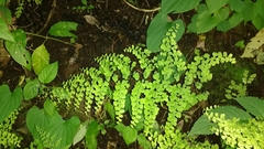 Adiantum concinnum