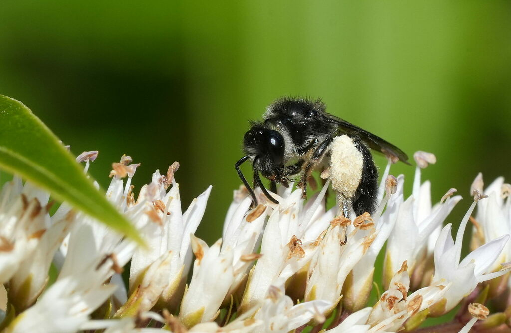 Nesocolletes